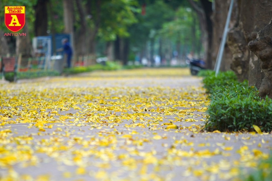 [ẢNH] Hà Nội mùa lá rơi vàng trên phố